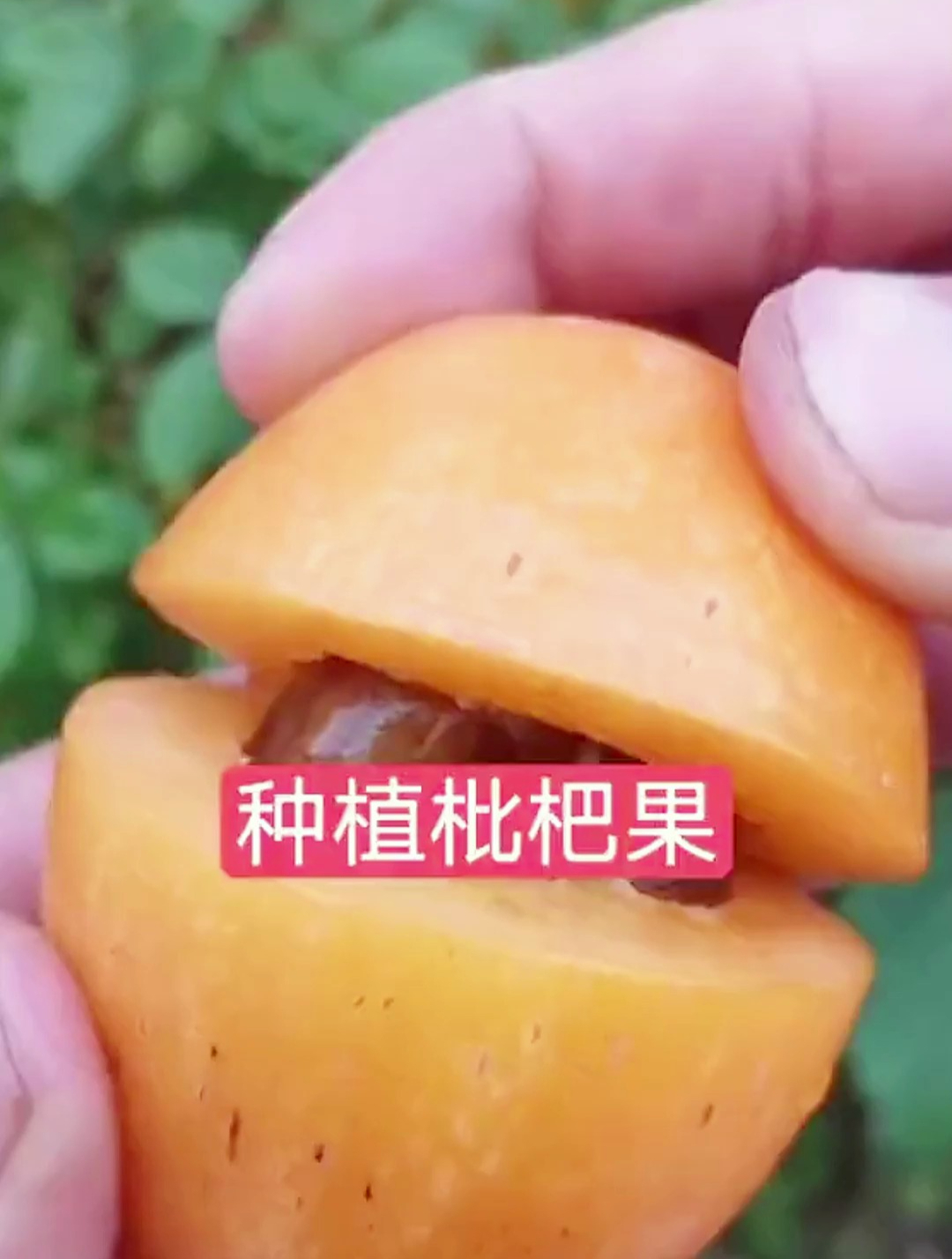 枇杷也能种盆栽?吃完籽别扔,只需做好这2步,2个月收获小盆景!