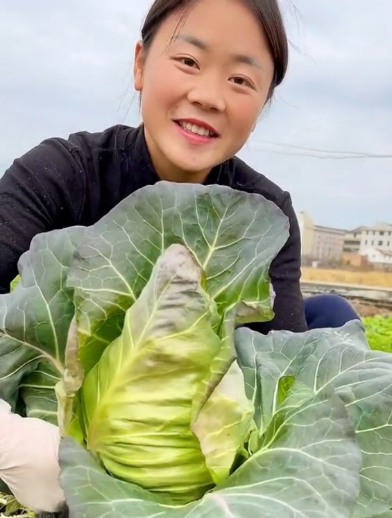 长得紧实的“牛心甘蓝”,种植简单易管理,单颗重量达一斤以上!