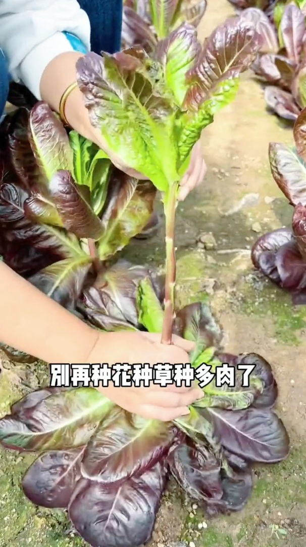 长的像孔雀尾巴的蔬菜,入口清香鲜嫩,你吃过吗?
