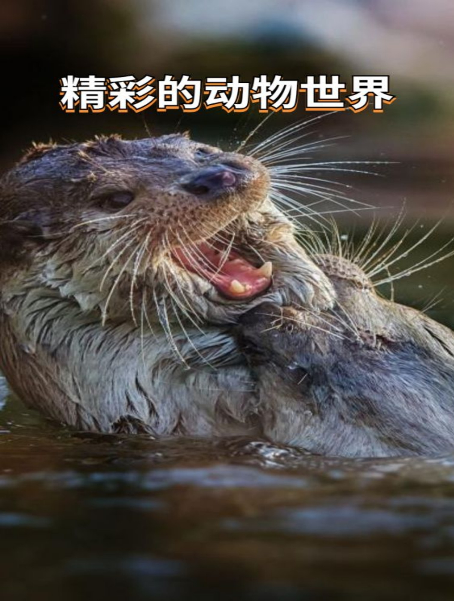 3000元一只鸬鹚,捕鱼到底有多厉害?国家还禁止用它来捕鱼?1