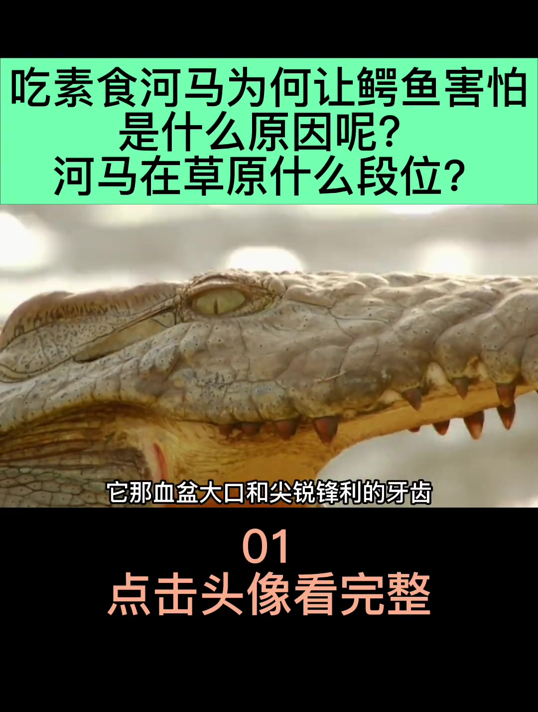 吃素食河马为何让鳄鱼害怕(1)