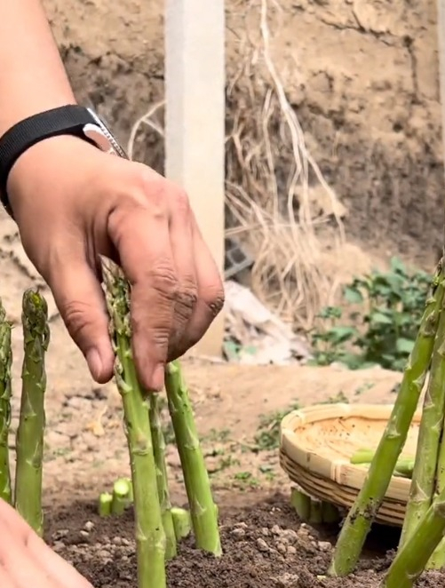 种一次吃十年的蔬菜“芦笋”,用这种方法,当年种当年吃!