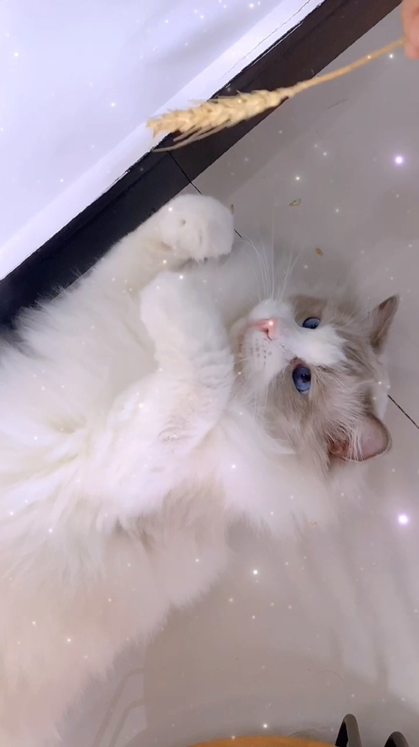 一个小稻穗就玩得这么开心,要啥逗猫棒啊?