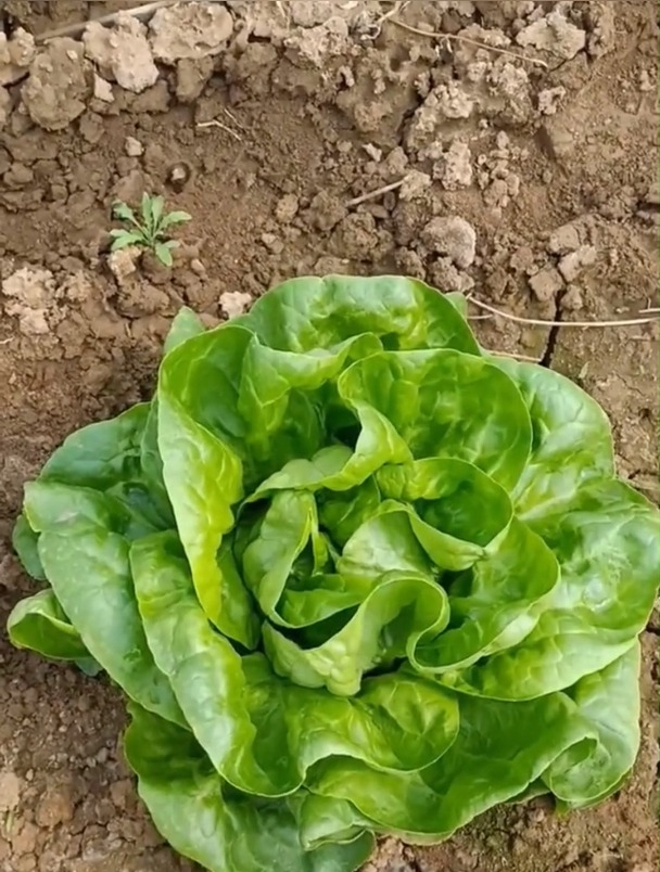 早春种菜选奶油生菜,生长周期快,30天就可以食用!