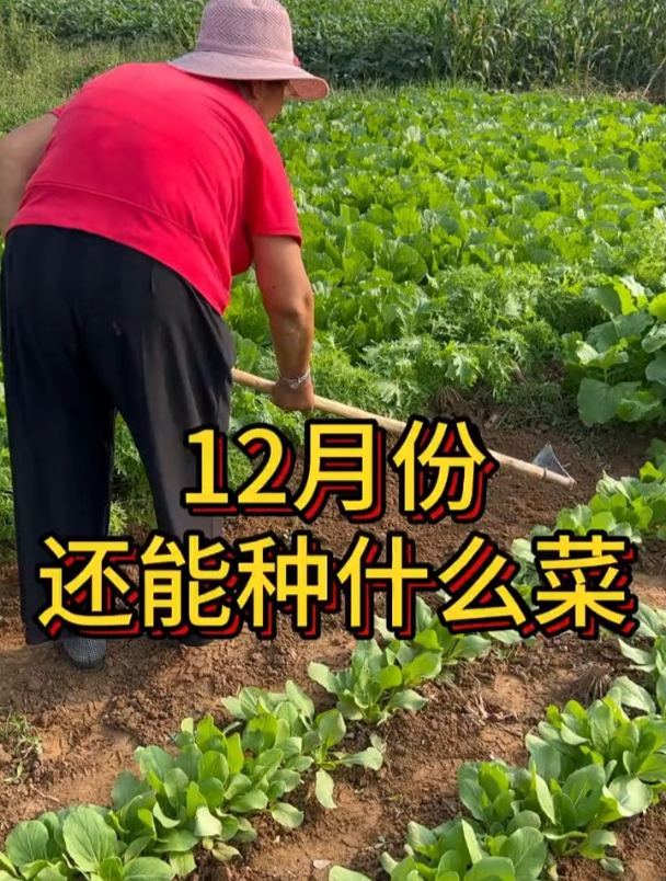 12月还能种的九种蔬菜,寒冬腊月照样长!