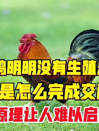 公鸡明明没有生殖器官,是怎么完成交配的?原理让人难以启齿2