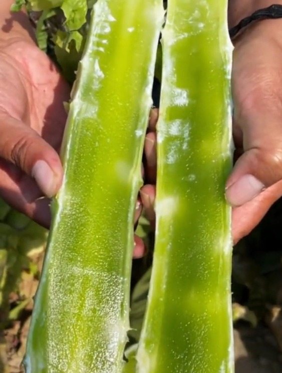 莴笋的种植“重点”在这里,老农告诉你别做错了,茎杆长得粗壮!