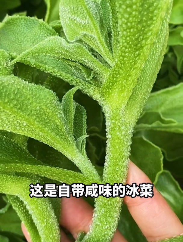 自带咸味的水晶菜,阳台小院撒一把种子,吃不完明年还会继续发芽
