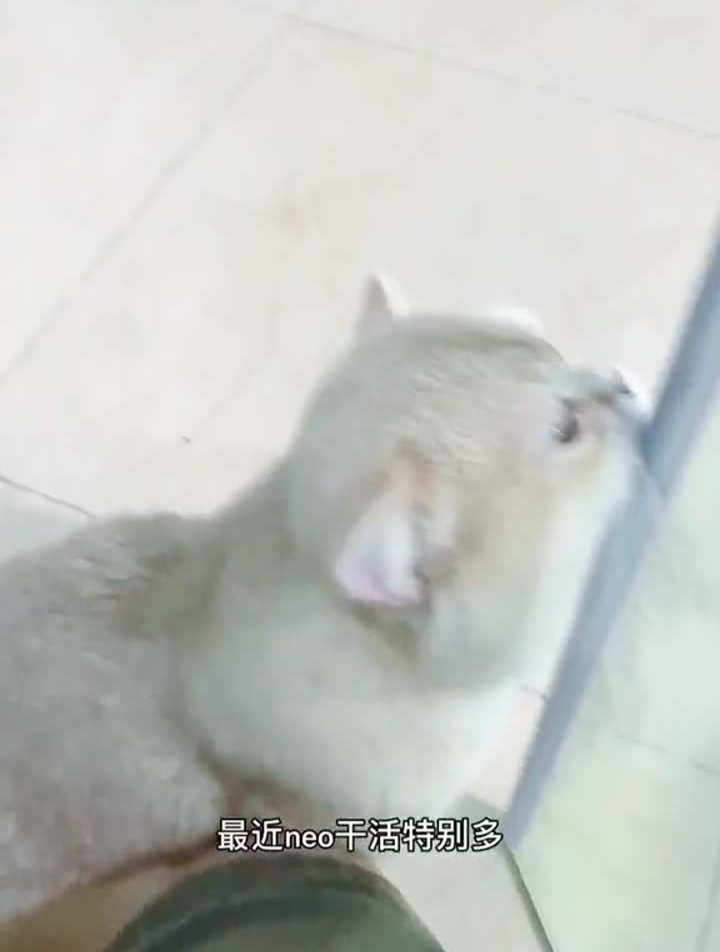 Neo不怎么吃生骨肉,就添加一些冻干作为特殊时期养护
