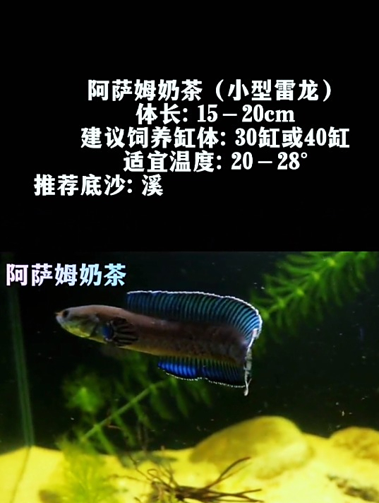 小鱼玩腻了吧?试试这几种适合新手饲养的雷龙鱼吧,看着就大气