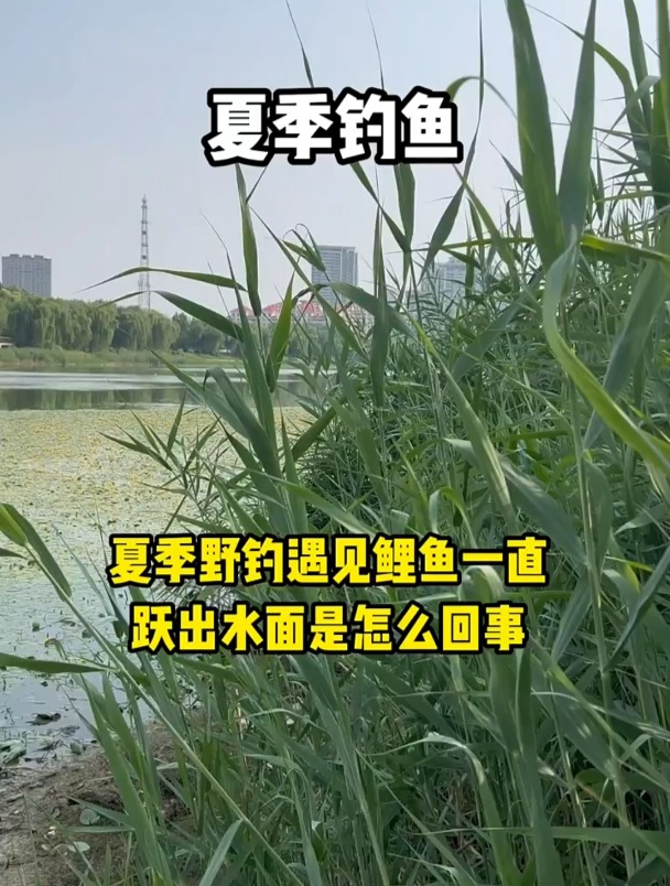 夏季野钓,为什么鲤鱼一直跃出水面却不上钩?原因就在这!