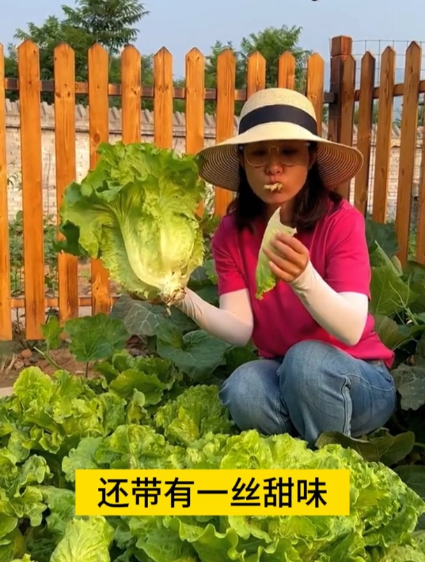 盆栽生菜,一个小妙招,出苗快又齐,一年四季吃不完