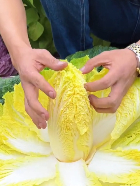 比猪肉还贵的“白菜”你吃过吗?它就是“娃娃菜”,营养更丰富!