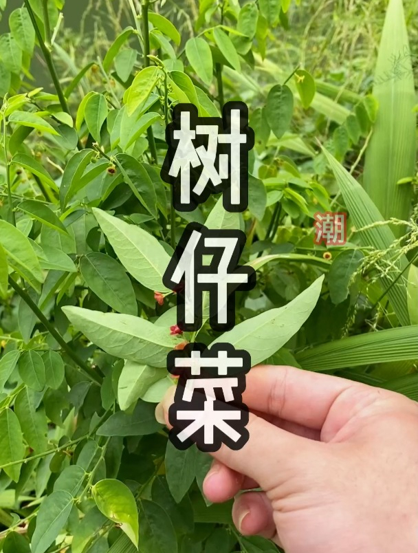 这种青草叫做树仔菜