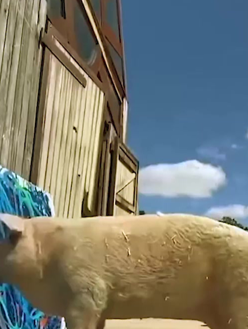 奇闻异事:一只天才猪画家,创作大胆狂放,一副画卖到近17万元