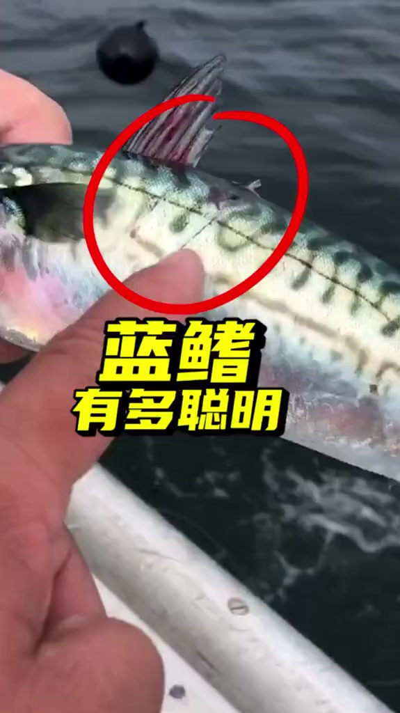 给你们看看蓝鳍金枪能有多聪明,上嘴的鱼都能不吃