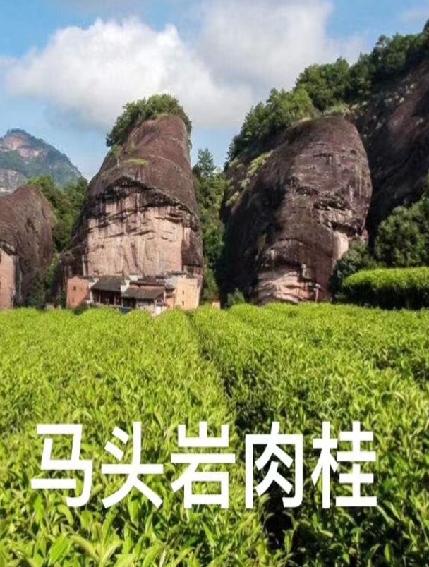 茶叶中的龙肉马肉是什么