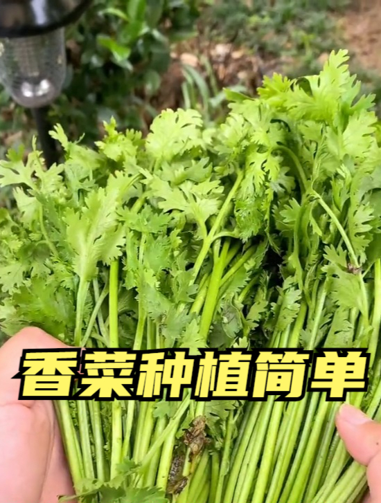 香菜种子发芽难?这些催芽小技巧新手朋友可以了解下