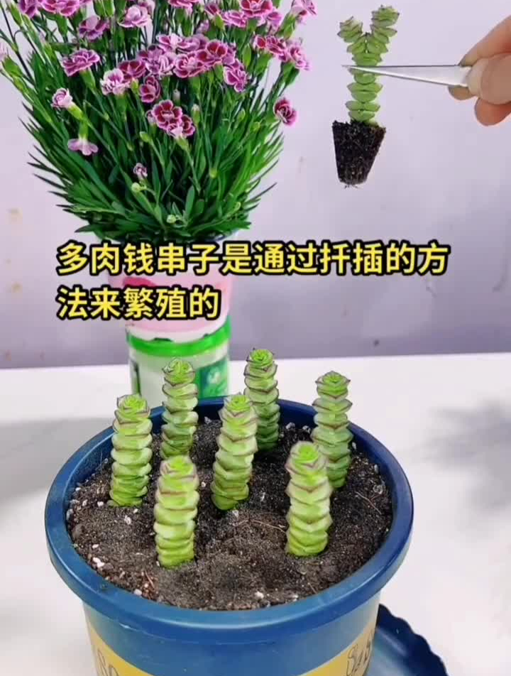 扦插钱串小知识