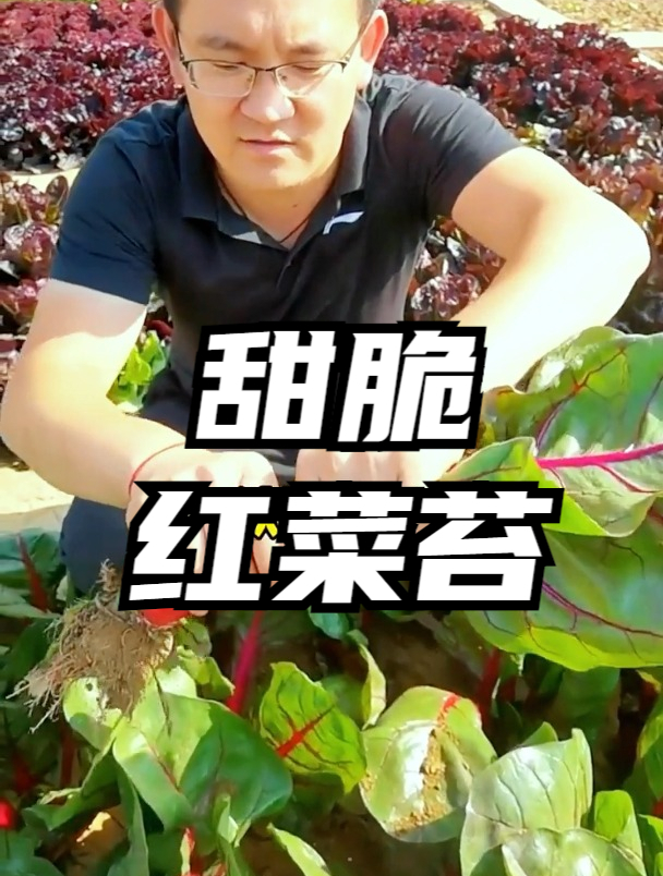 超补血的蔬菜甜菜,甜味可比水果,很多人不知道家庭种植技巧?