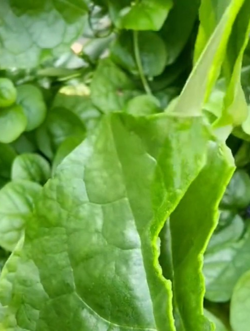 新宠蔬菜大叶“木耳菜”,又称豆腐菜,现在却沦为野菜!