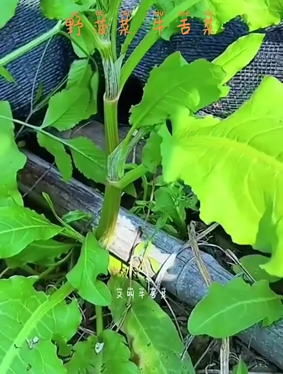 野菠菜又叫牛舌菜,这种野菜菠你们那里还有吗 (1)