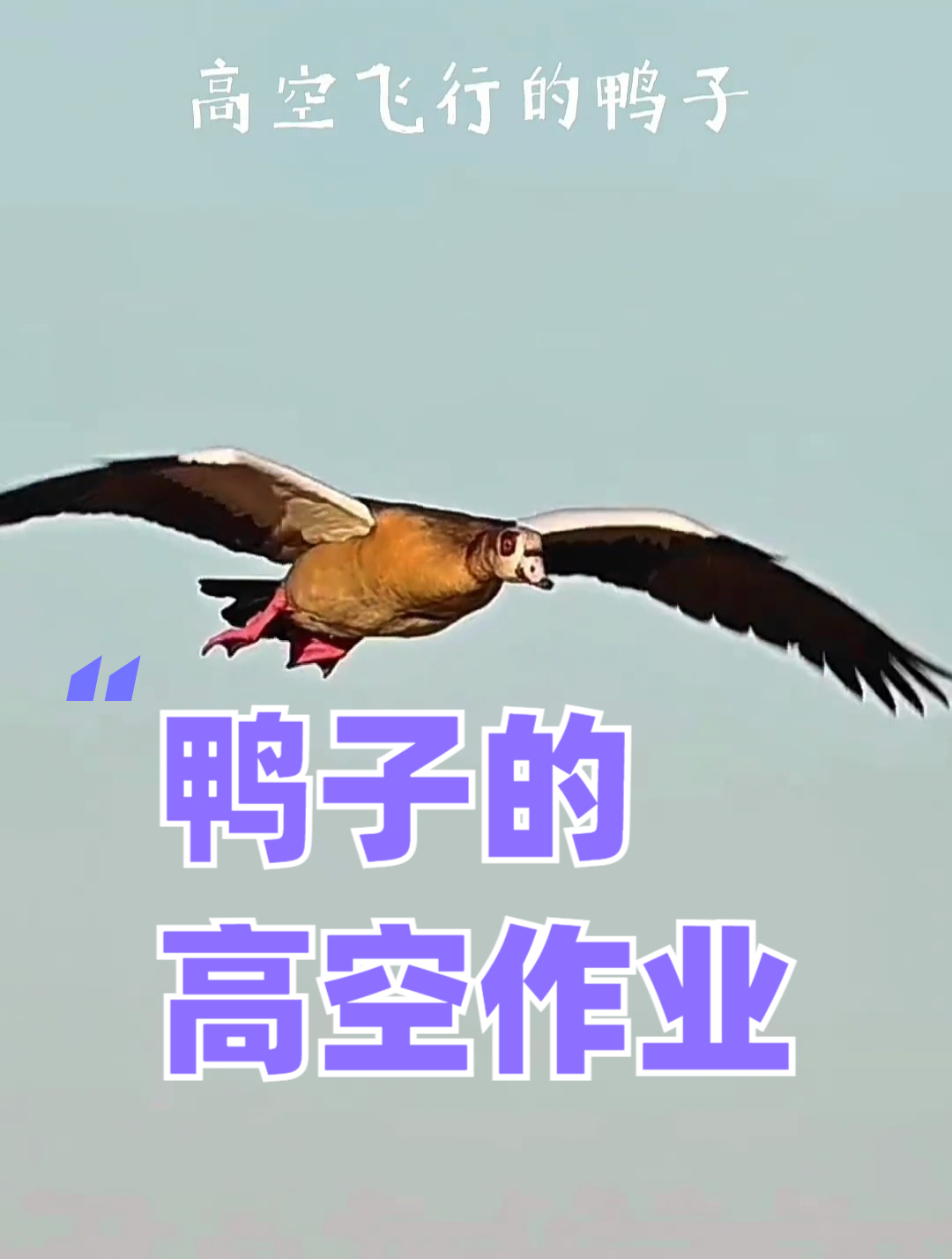 会飞的鸭子,大家有没有见过呢?