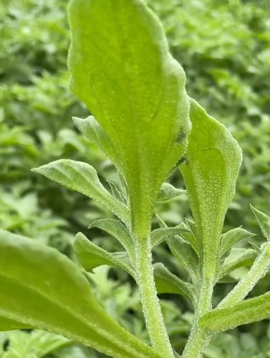 想要种植优质又高产的冰菜,掌握2个方法,冰菜增产又提质!