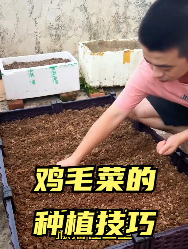 鸡毛菜种植正当时,播种做好这些!