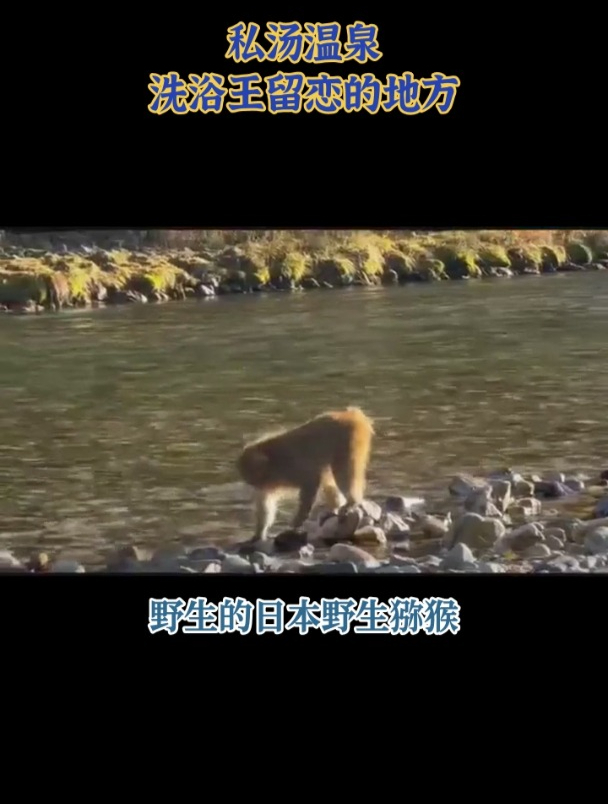 私汤温泉 洗浴王留恋的地方