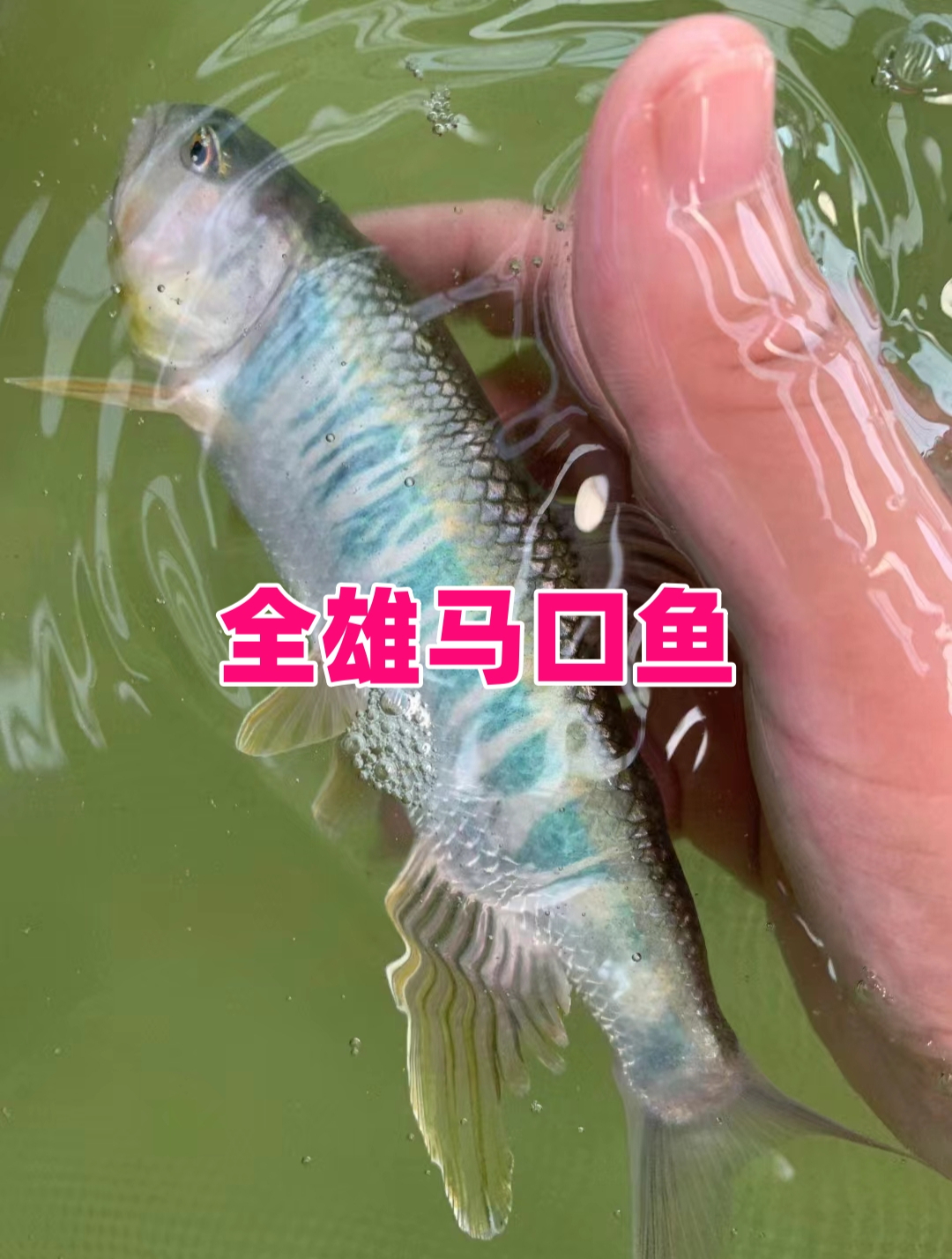 同样是养殖马口鱼为什么你的产量比别人低?因你不知道全雄马口鱼