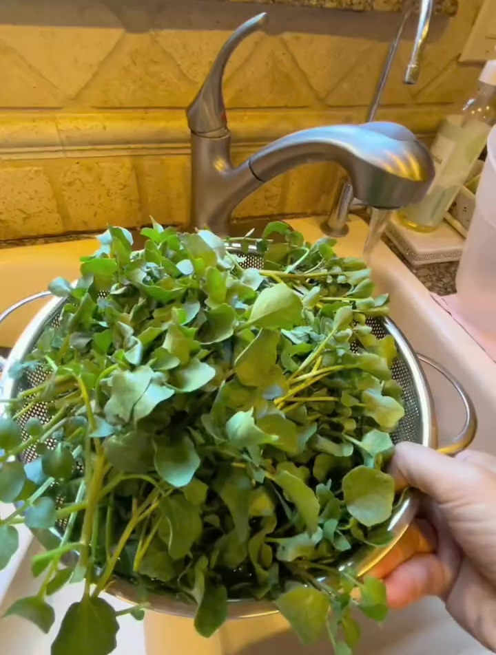 用狗屎做肥料种出来的西洋菜不但没有狗屎味还倍儿清甜可口