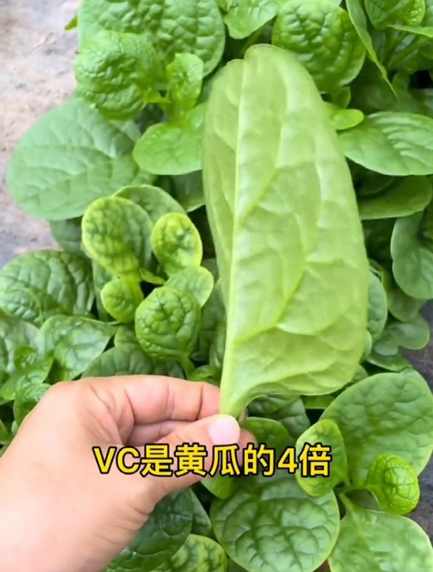 木耳菜也叫“懒人菜”,它的种子价值更大,却很少有人知道!