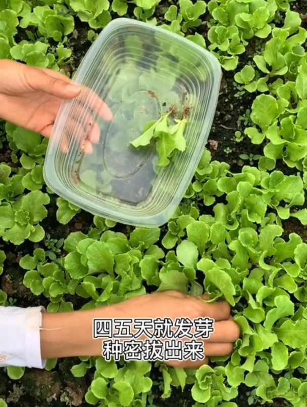 快要失传的生菜种植技巧,发芽率高达99%