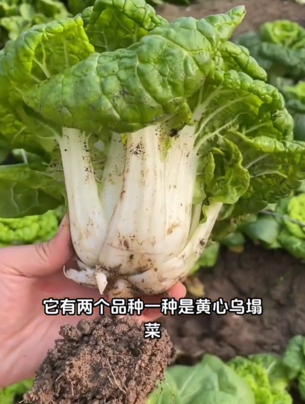 农村这菜大雪冻不死,人称“趴趴菜”,现在正值种植的好时候
