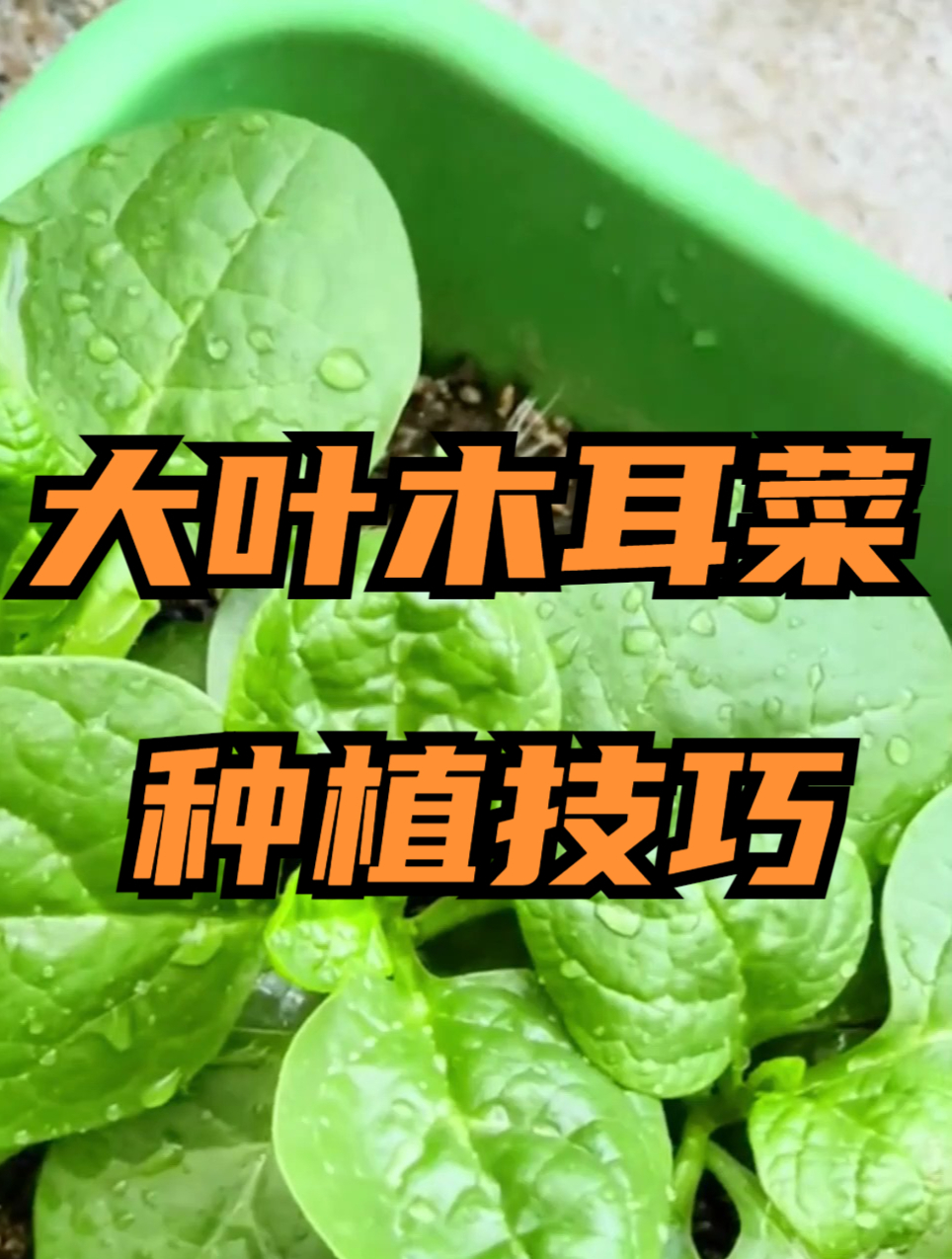 想种大叶木耳菜?可别忘了学习“小技巧”,不然怎么种都种不活~