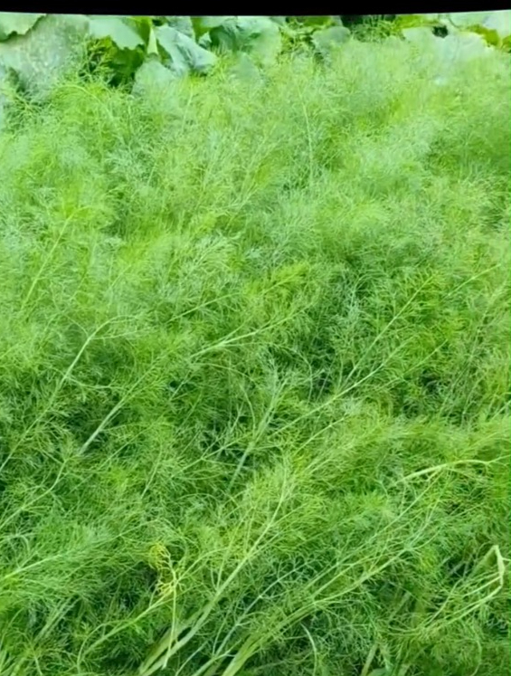 从种子到根都可以吃的蔬菜你吃过吗?它就是球茎茴香,好吃好种!