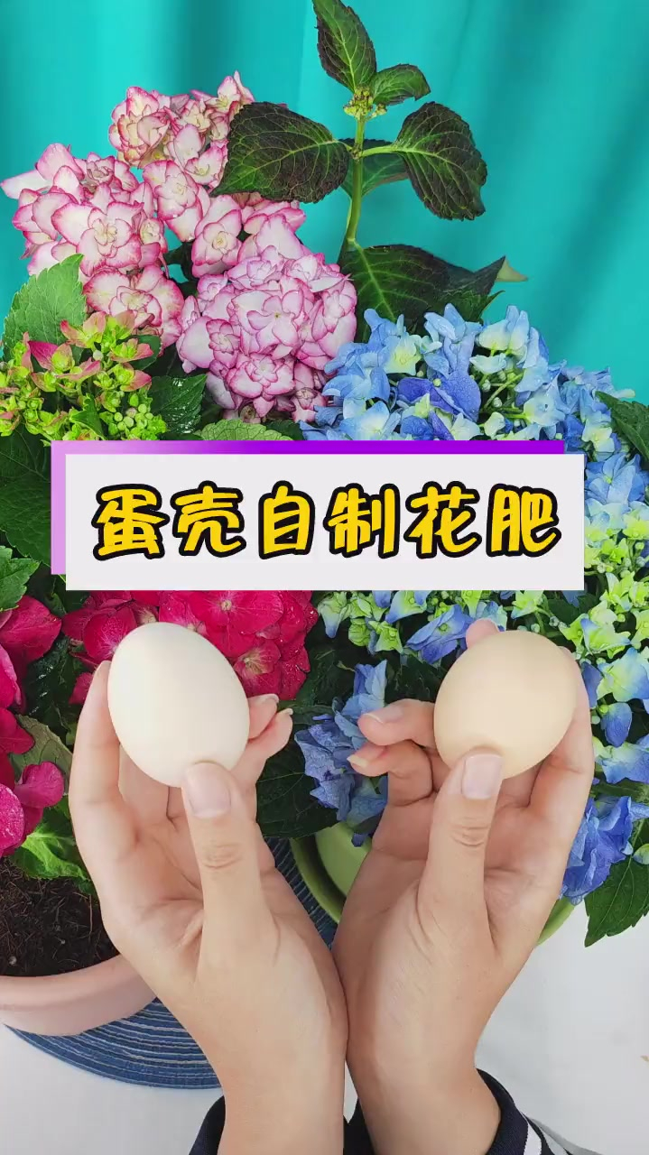 您吃剩的鸡蛋壳送给花,对花卉有大大的好处