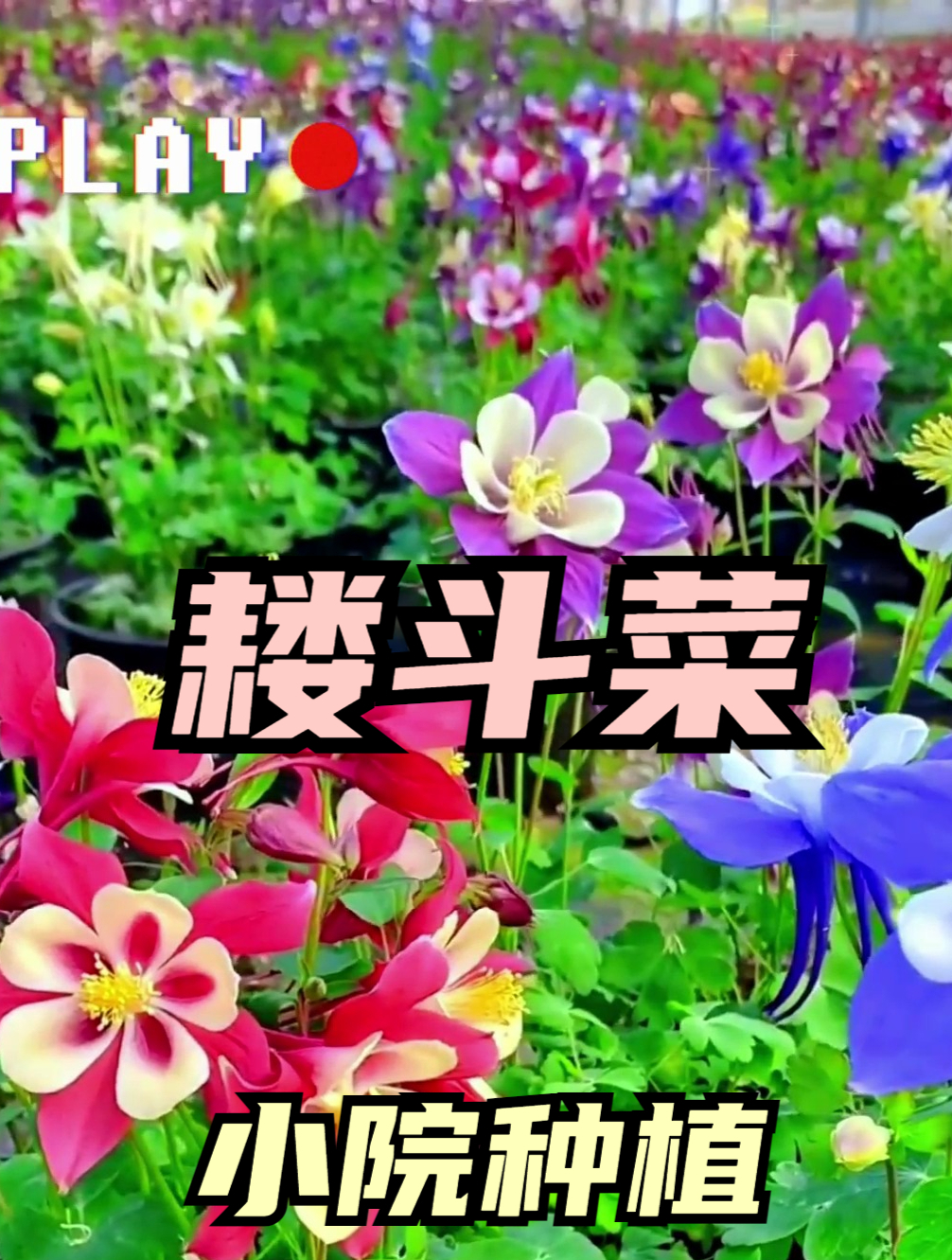 一点不像菜,却被叫作菜的“耧斗菜”,开花真的让人惊喜!