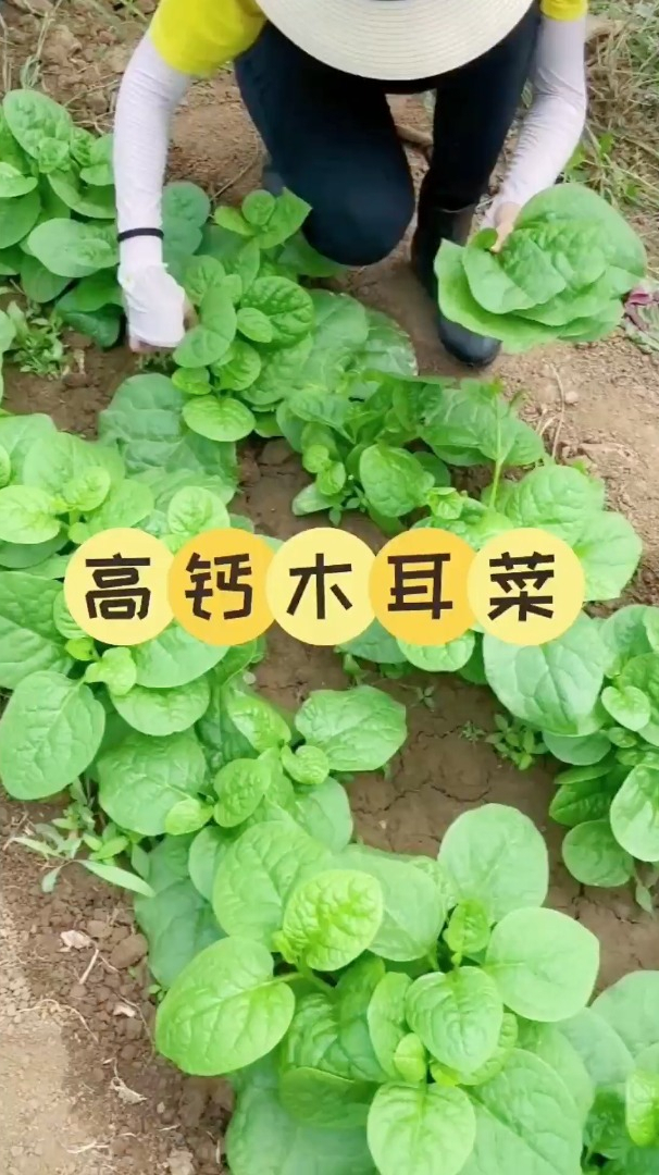 木耳菜喜热,现在种非常适合,你吃过吗?它的营养也很丰富!