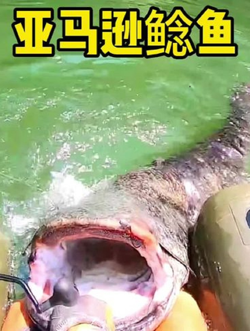 男子在亚马逊河流钓到体长超过两米的巨型鲶鱼(4)