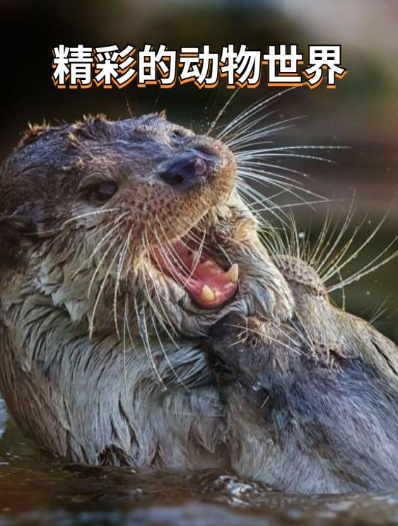 实拍小鸡出壳全过程,该视频没做任何加工,很真实1