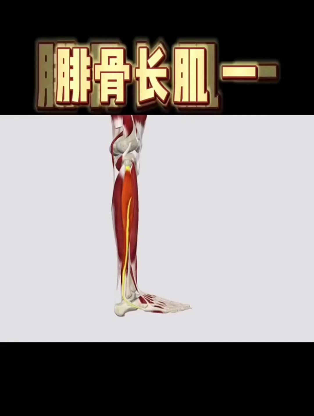 崴脚时经常损伤的一块肌肉
