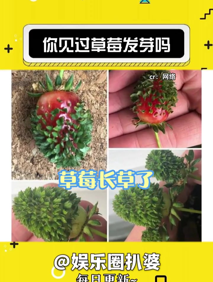 你见过草莓发芽吗