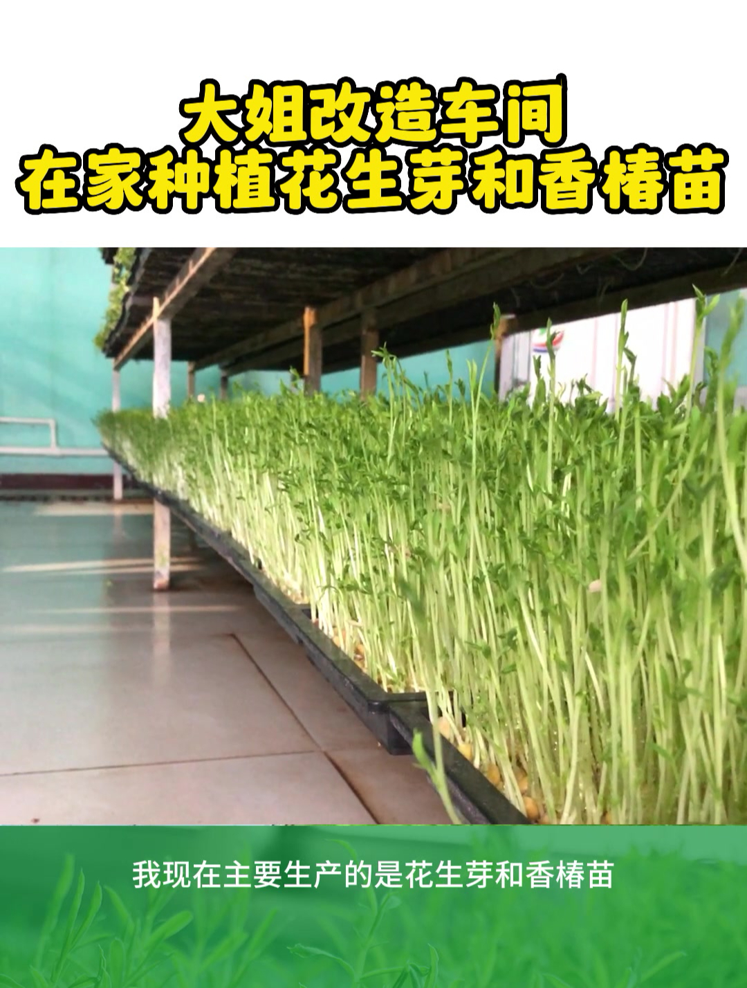 大姐改造一个车间,自己在家种花生芽和香椿苗,1个人就干起来了