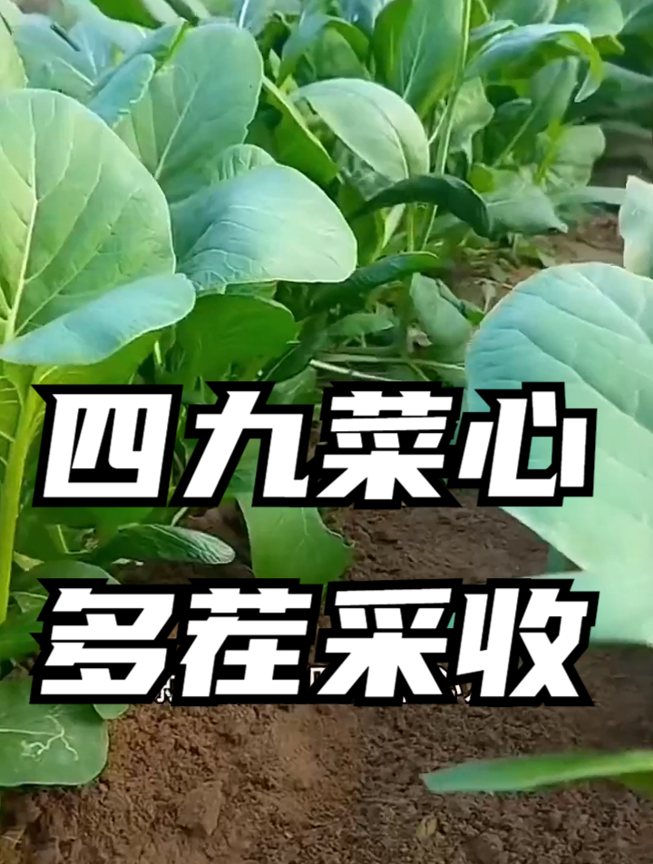 爱吃菜心的人要注意了,它的小黄花可以吃吗?菜农告诉你真正原因
