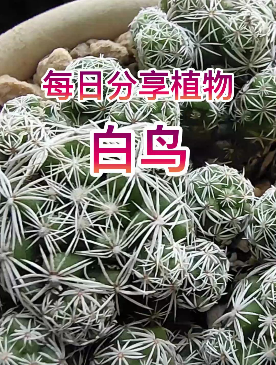 每日分享植物,多肉白鸟