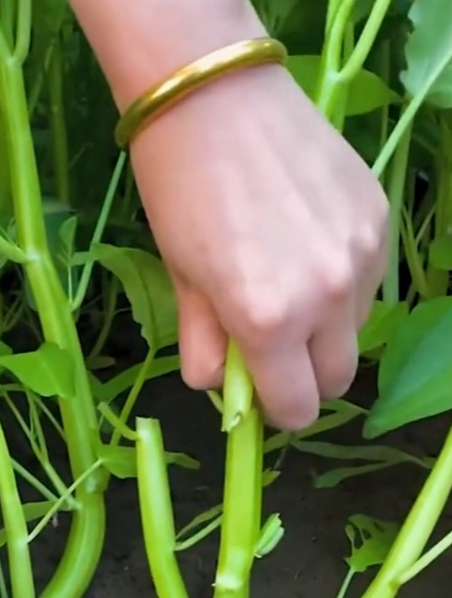 三叉空心菜不挑生长环境,耐高温,播种之后,不到满月可以采收一茬