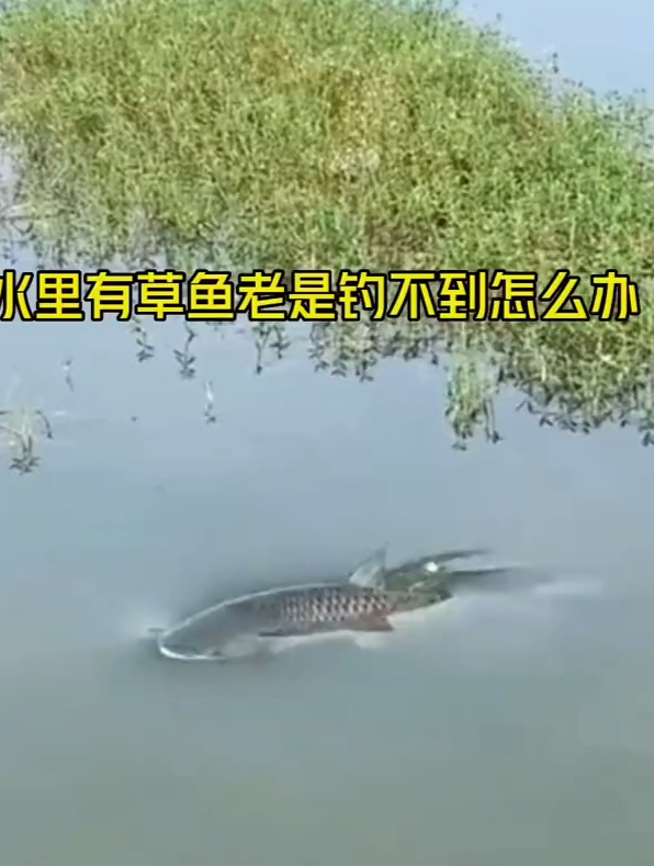 秋钓大草鱼,究竟选什么饵料最好?果然像高手这样钓才“过瘾”!