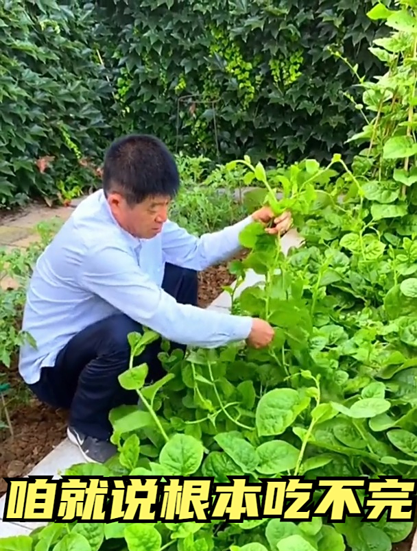 公公真奇怪,不打牌不遛弯,专心盯着小菜园,种的蔬菜长得嘎嘎好